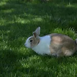 农家乐 Pimperlhof *