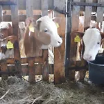 农家乐 Pimperlhof *