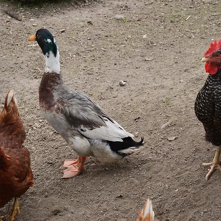 Pimperlhof Farm stay *