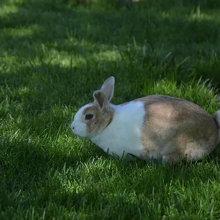 ファームステイ Pimperlhof *