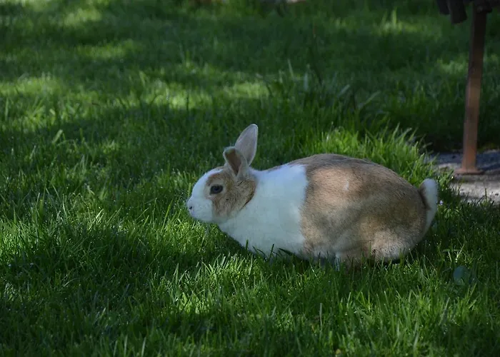 ファームステイ Pimperlhof *