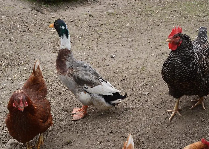 Pimperlhof Séjour à la ferme *