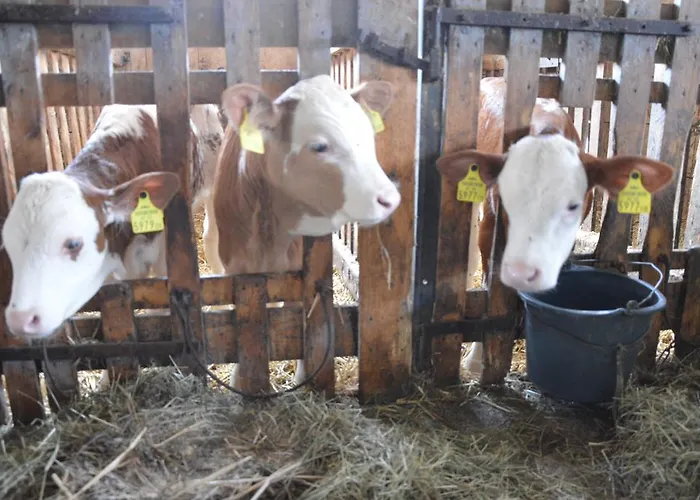 Séjour à la ferme Pimperlhof *